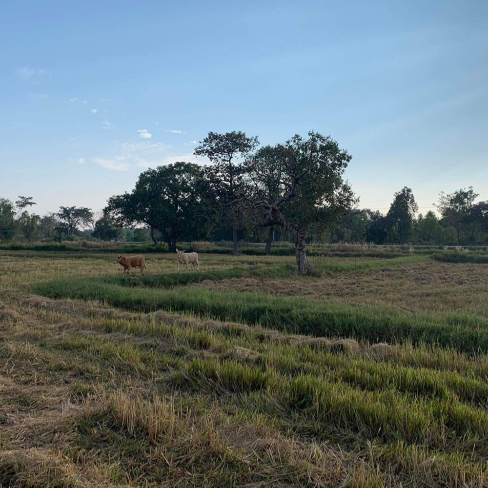 Land in Thailand