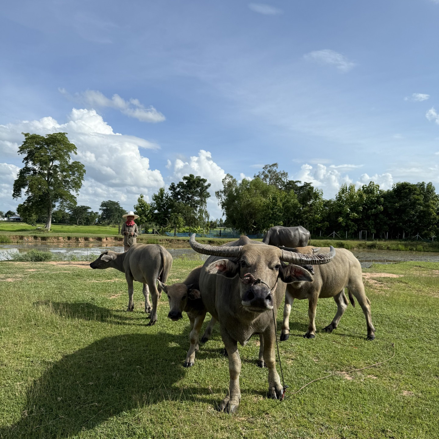 Land in Thailand